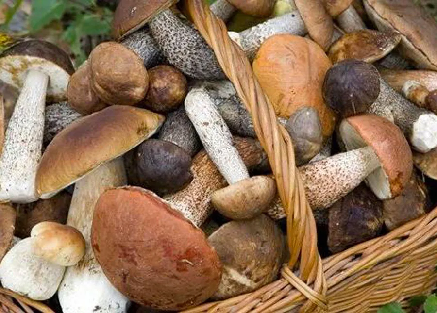 Die Pilze der Serre Vibonesi